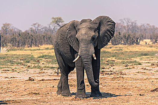 博茨瓦纳,乔贝国家公园,萨维提,大象,非洲象,喝,水潭