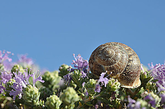 壳,蜗牛,大蜗牛科,花,百里香,克里特岛,希腊,欧洲