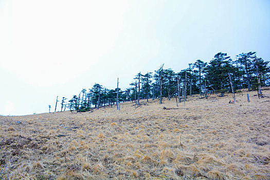 秦岭高山草甸