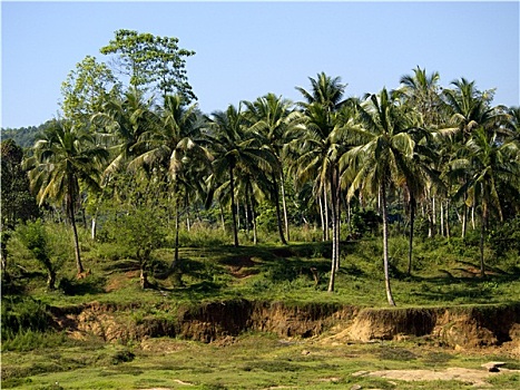 棕榈树,风景,斯里兰卡