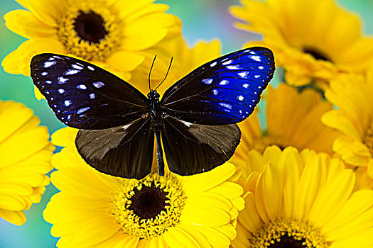 蝴蝶,条纹,蓝色