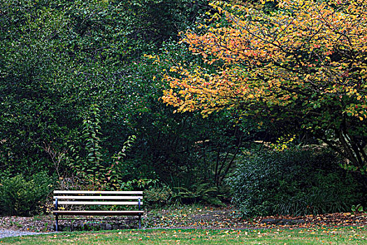 长椅,秋色,西雅图,树园,华盛顿