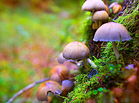 蘑菇,山毛榉树,树干,伊拉蒂,纳瓦拉,比利牛斯山脉,西班牙