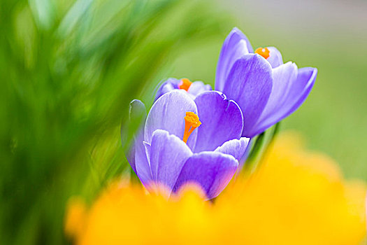 紫色,黄色,春天,藏红花,番红花属,贝尔吉施地区,北莱茵威斯特伐利亚,德国