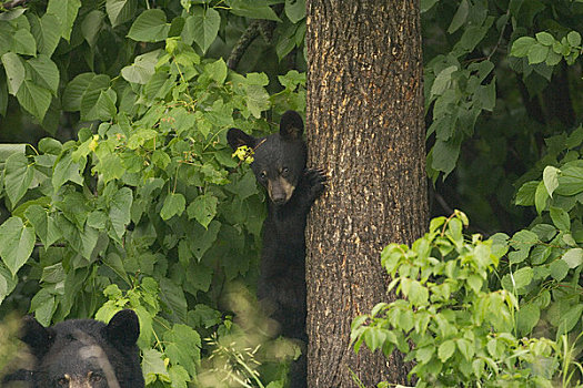 黑熊,幼兽,树上,靠近,母亲,明尼苏达,俘获