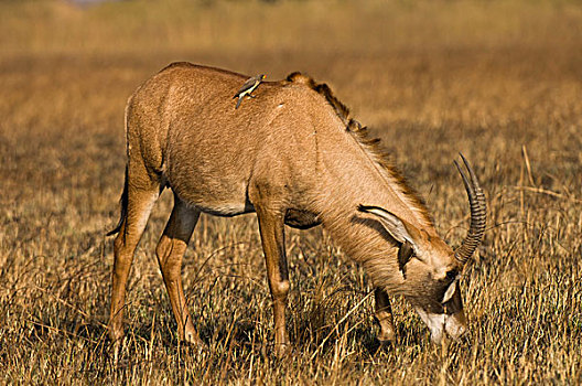 羚羊,卡富埃国家公园,赞比亚,非洲