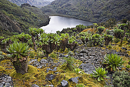 山谷,鲁文佐里山地区,乌干达