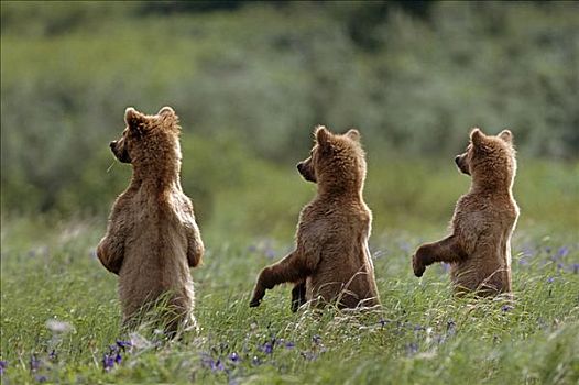 三个,棕熊,幼兽,站立,草丛,靠近,溪流,阿拉斯加,夏天,合成效果