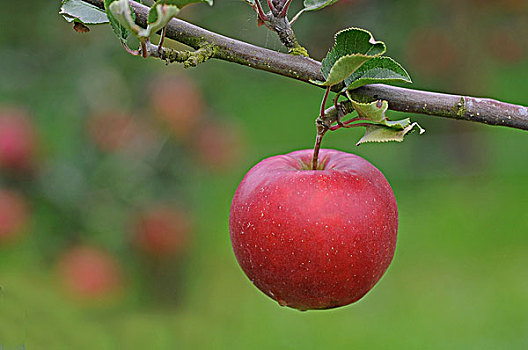 红苹果,枝条