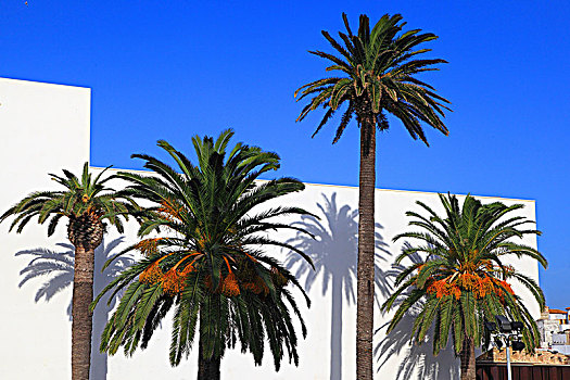 西班牙,安达卢西亚,塔里,白墙,棕榈树