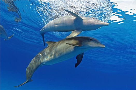 两个,大西洋瓶鼻海豚,宽吻海豚