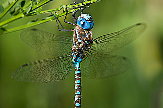 蓝眼睛,绿蜻蜓,雄性,不列颠哥伦比亚省,加拿大