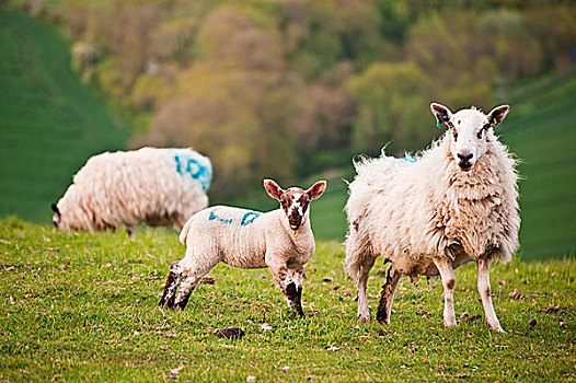 春天,羊羔,母羊,乡村,农场,风景