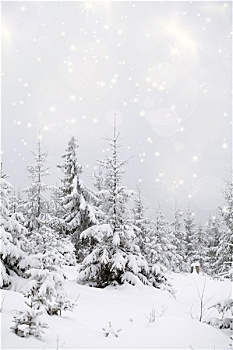 霜,遮盖,松树,雪中