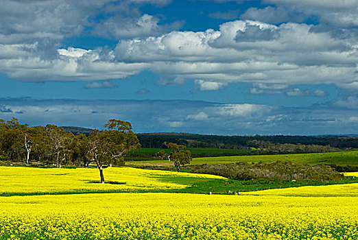 油菜地,靠近,佩思,西澳大利亚州,树,站立,一个,宽阔,亮黄色,花