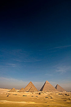 金字塔,骆驼,开罗,埃及,非洲