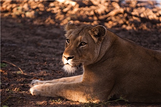 母狮,靠近,克鲁格国家公园,南非