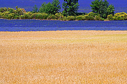 斯佩尔特小麦,土地,盛开,薰衣草,普罗旺斯,法国