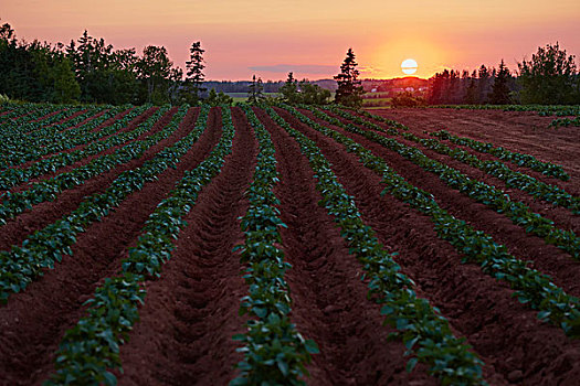 日落,上方,土豆田,红土,爱德华王子岛,加拿大
