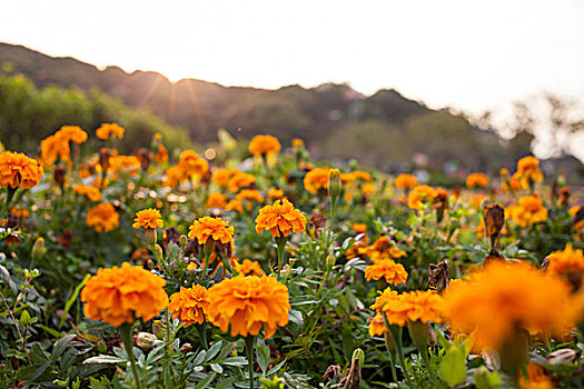 夕阳下的花田