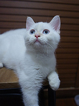 白色的白猫咪