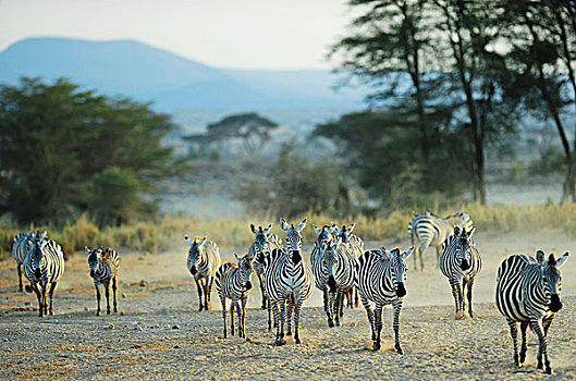 肯尼亚,安伯塞利国家公园,斑马,灰尘