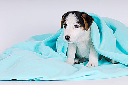 杰克罗素狗,小狗,青绿色,毯子
