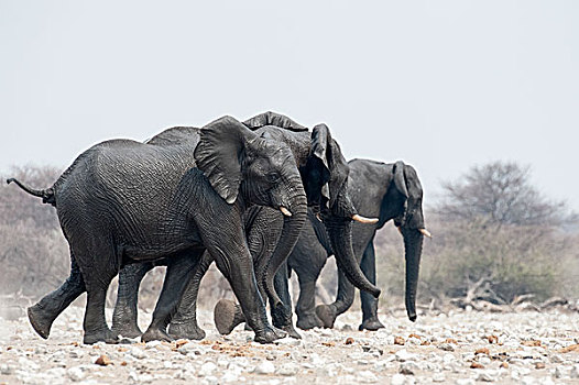 三个,非洲象,埃托沙国家公园,纳米比亚,非洲