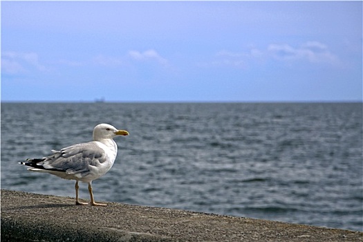 燕鸥,海边