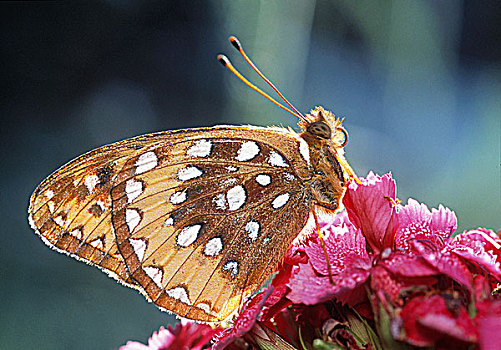 豹纹蝶,艾伯塔省,加拿大