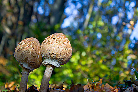 一对,伞状蘑菇,高环柄菇