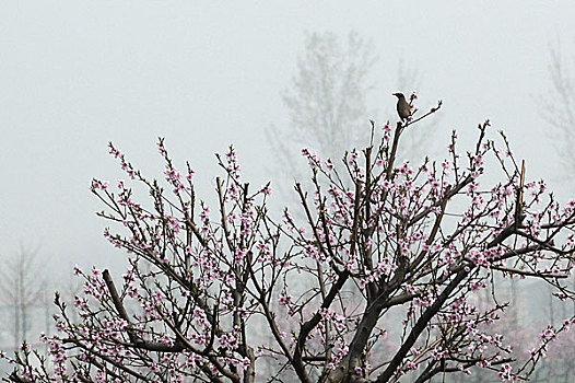 桃树上的小鸟