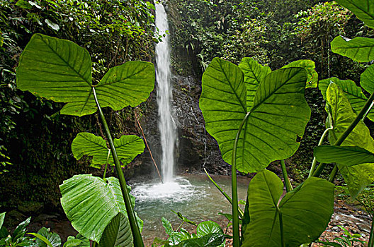 瀑布,低地,热带雨林,厄瓜多尔