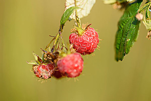 树莓,悬钩子,水果,成熟