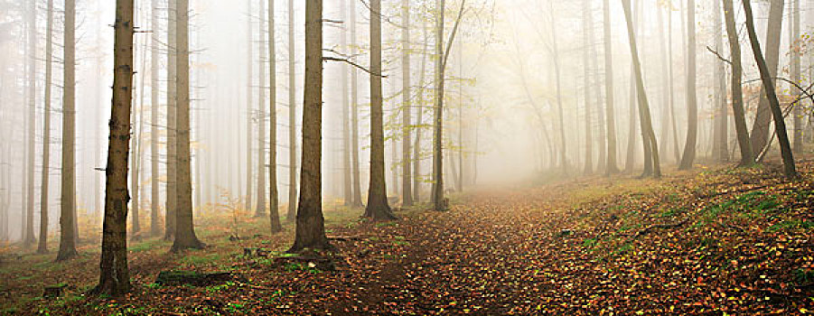 树林,秋天,密集,雾,哈尔茨山,萨克森安哈尔特,德国