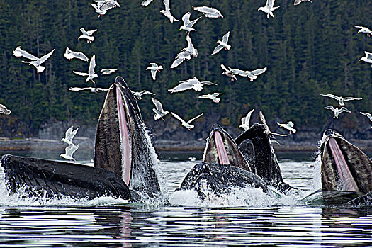驼背鲸,青鱼,通加斯国家森林,东南阿拉斯加,夏天