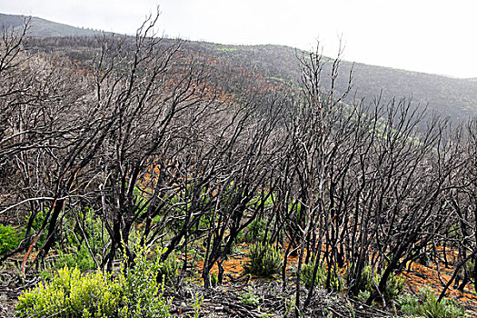 烧焦,树林,两个,岁月,火灾,加拉霍艾国家公园,加纳利群岛,西班牙,欧洲