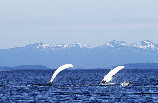 阿拉斯加,弗雷德里克湾,两个,驼背鲸,大翅鲸属,鲸鱼,高处,海洋