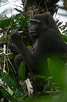 西部低地大猩猩,国家公园,刚果