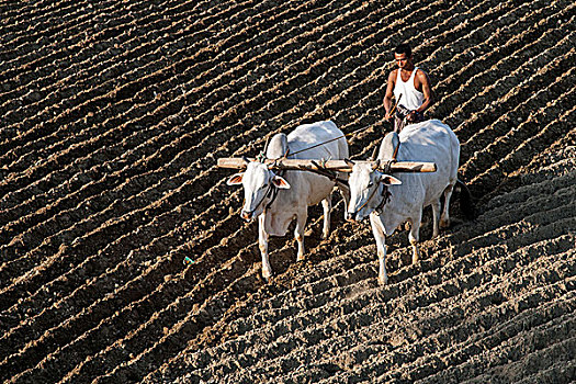 男人,耕作,地点,牛,靠近,曼德勒,缅甸,亚洲