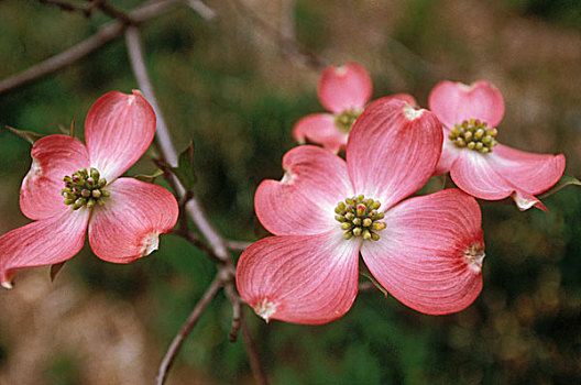 粉色,山茱萸,花