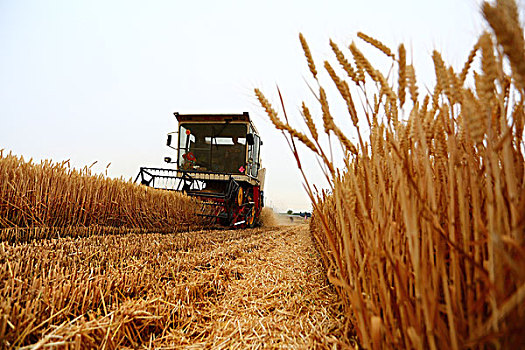 田间收获小麦