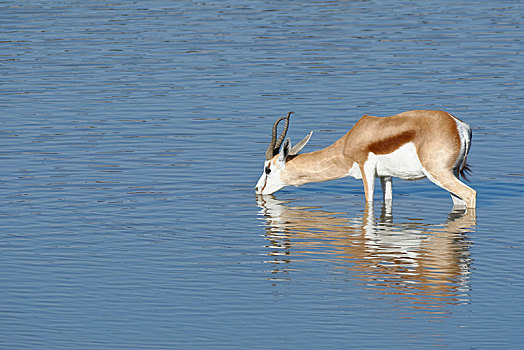 跳羚,成年,雄性,站在水中,喝,水坑,埃托沙国家公园,纳米比亚,非洲