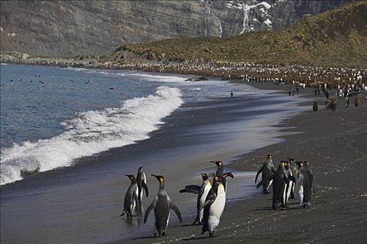 帝企鹅,生物群,海岸线,南乔治亚,南极