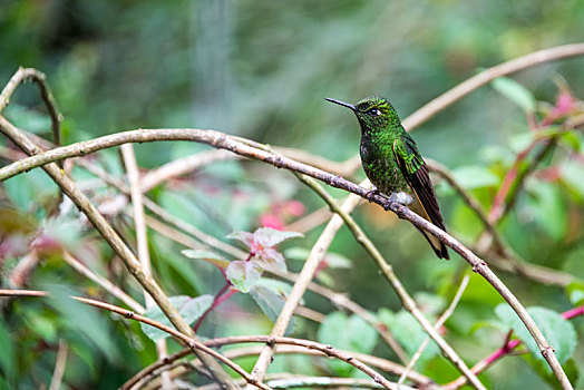 绿色,蜂鸟,哥伦比亚