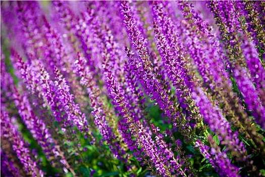 紫罗兰,花,背景,鼠尾草