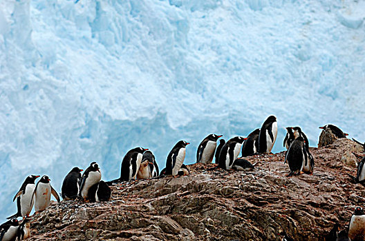 南极,南极半岛,港口,巴布亚企鹅,企鹅