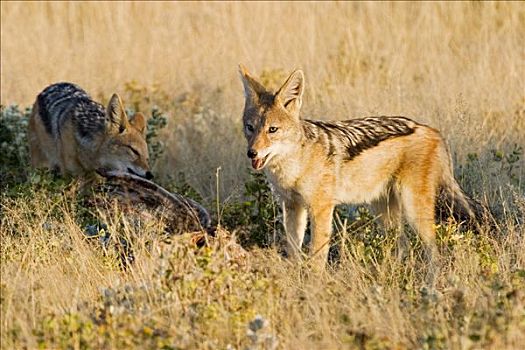 黑背胡狼,黑背豺,埃托沙国家公园,纳米比亚,非洲