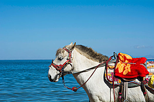 青海湖边一匹骏马