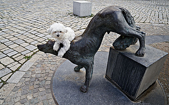 奎德琳堡,狗,雕塑,小,小狗,上方,头部,德国